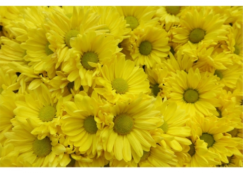 Flower Shop Flooring Decor